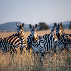 Zebras at Samburu