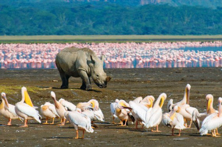 Rhino and Flamingoes