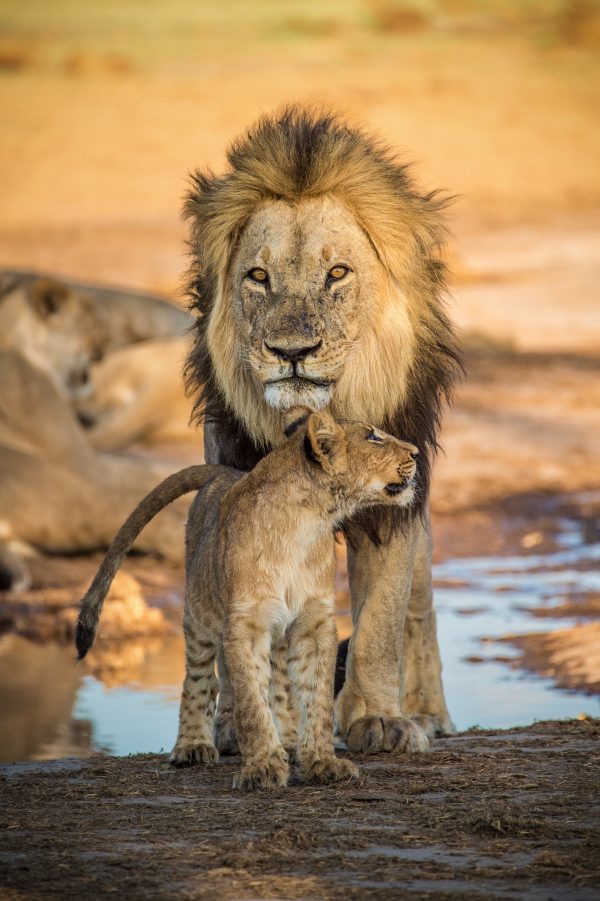 King lion and a cub