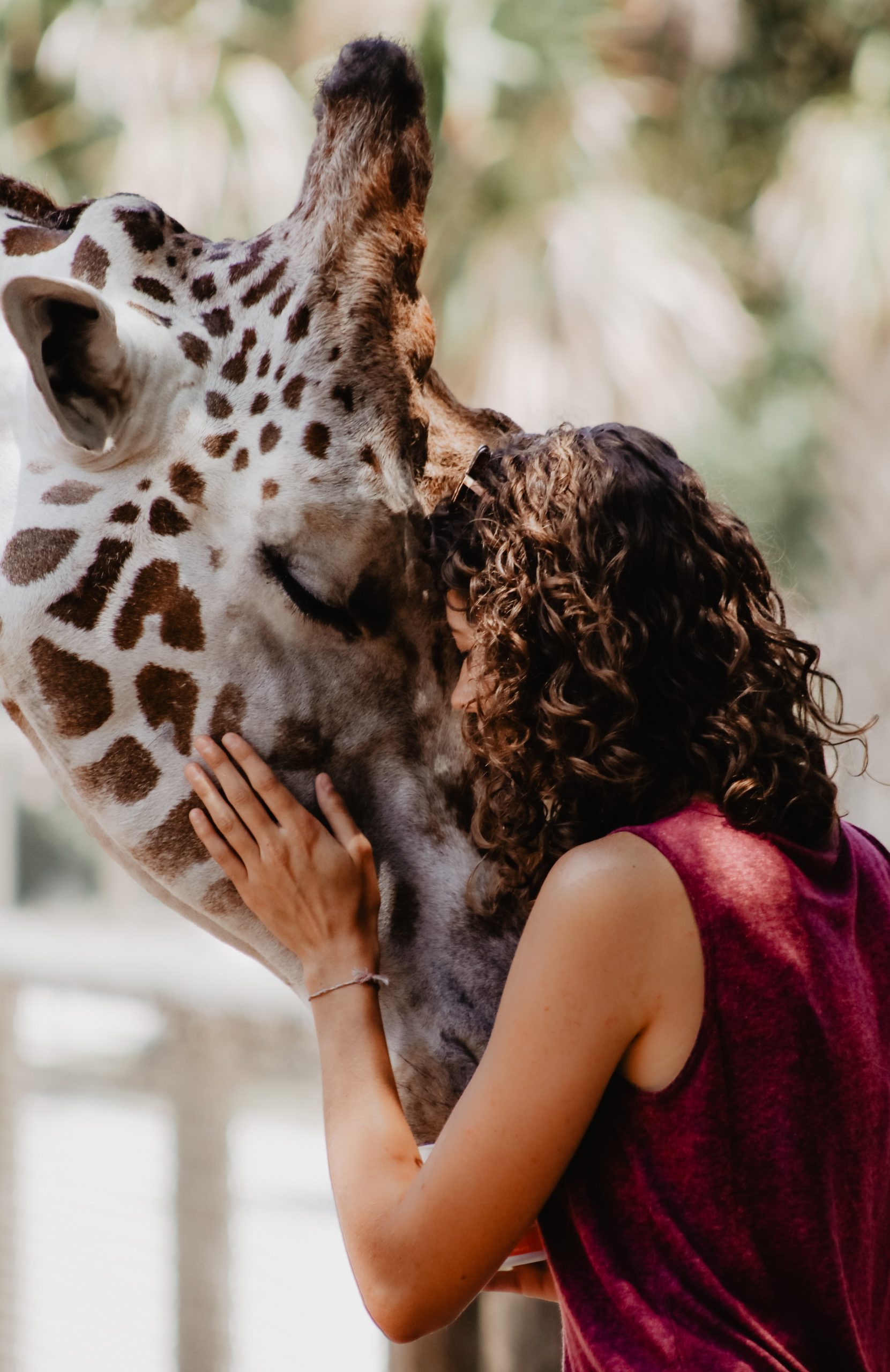 Hugging a giraffe