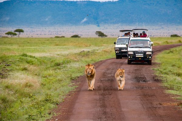 Lions of the Mara
