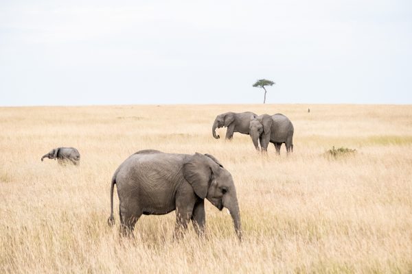 Elephants of Tsavo