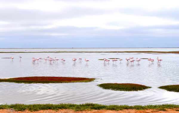 Lake Baringo Flamingo