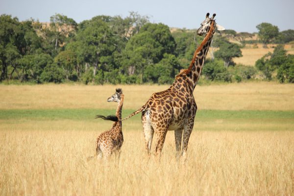 Giraffes in the savannah