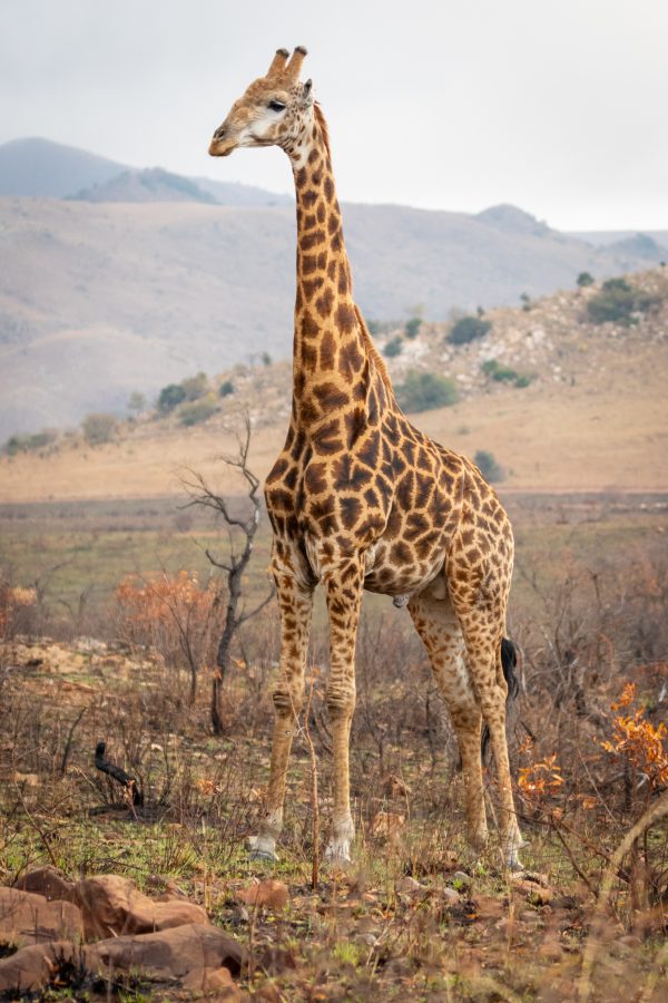 Giraffe in the Plains