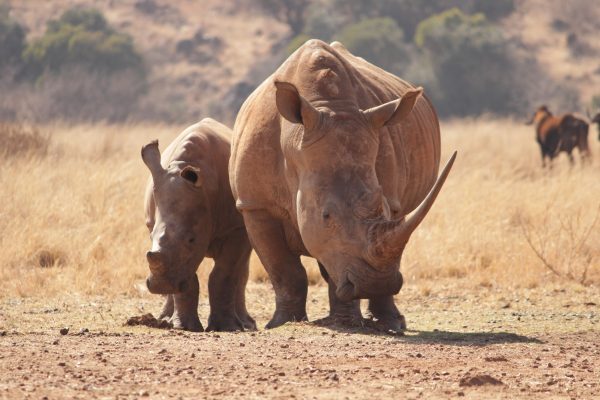 Rhino sanctuary