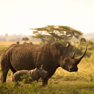 Rhino sanctuary