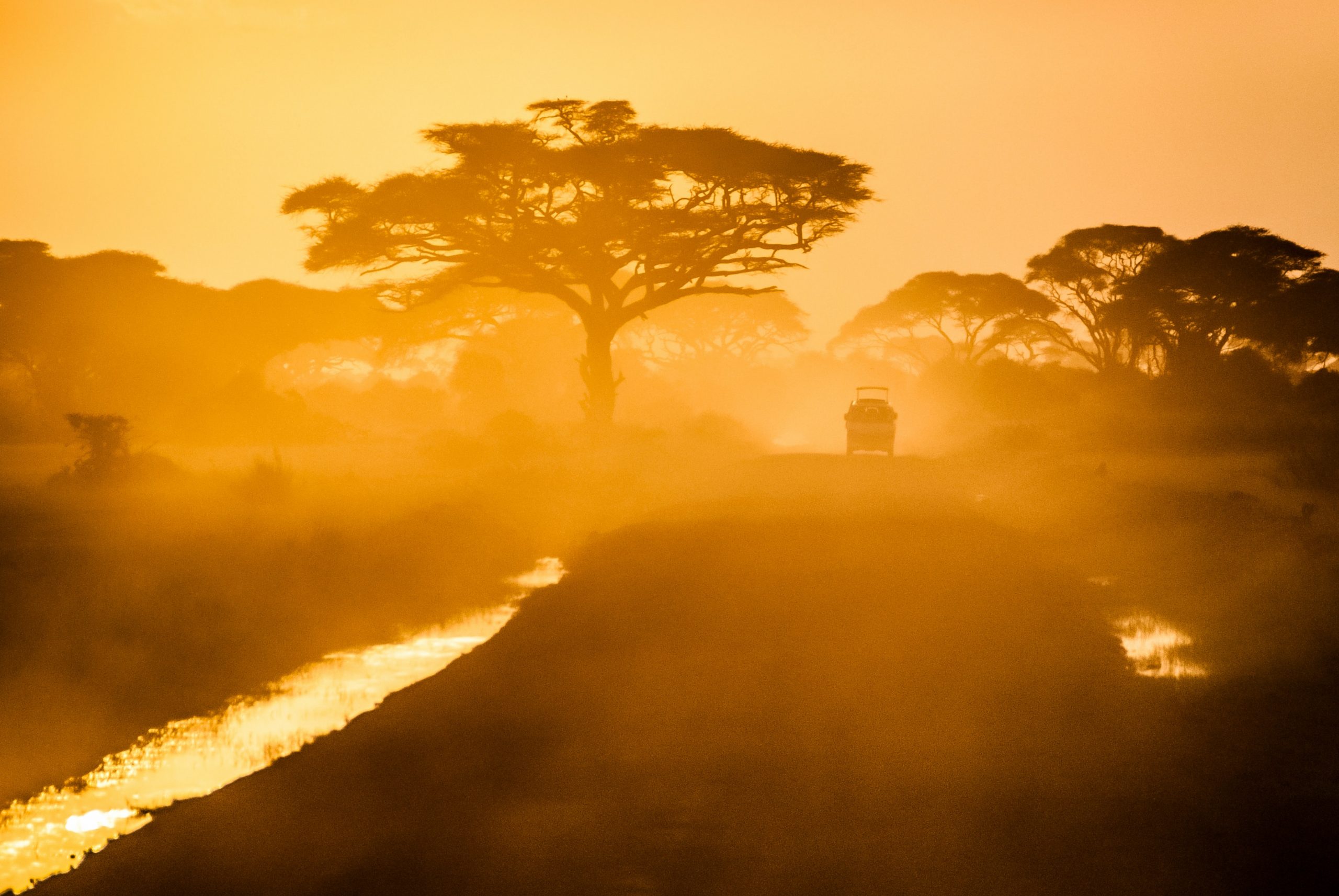Sunset safari