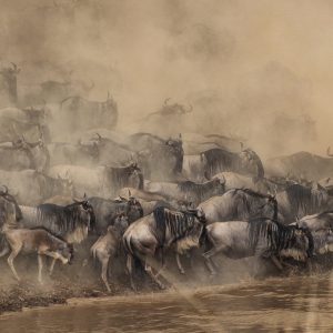 The Great Wildebeest Migration