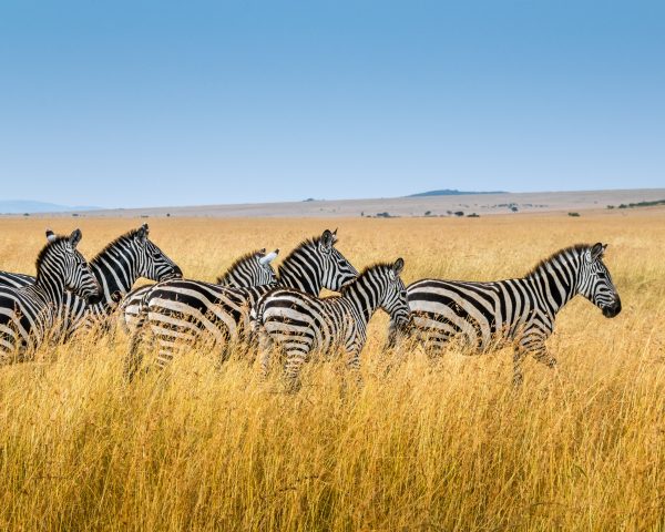 Zebras in the plains